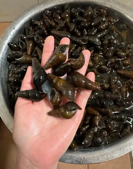 野味”曾经泛滥少人吃如今花钱也难吃到了pg电子模拟器免费试玩正在消失的农村“(图6)